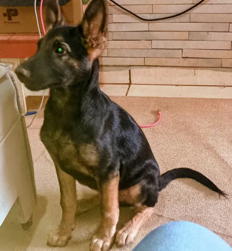 Doação cachorro Pastor Alemão 5 meses 