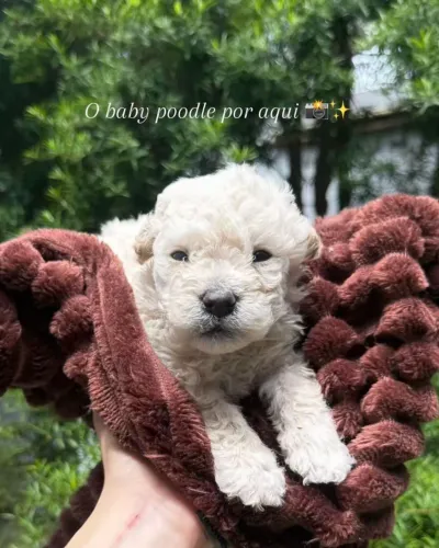 Poodle toy fêmea e macho disponível leia o anúncio 