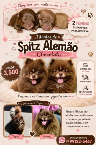 LINDAS FILHOTES LULU DA PUMERÂNÍA MARROM DISPONÍVEL