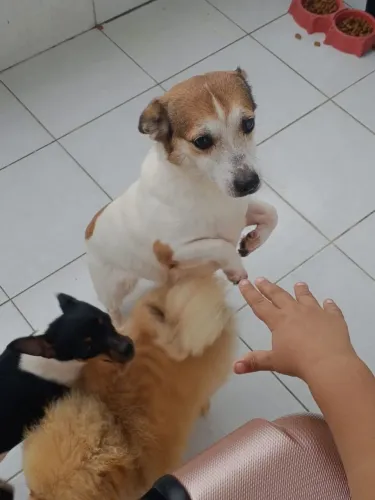Doação fêmea porte pequeno