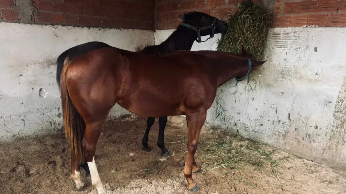 Potra Quarto de milha égua 1 ano e 6 meses 