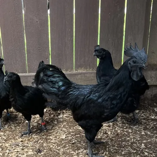 Pintinhos e ovos de Ayam cemani