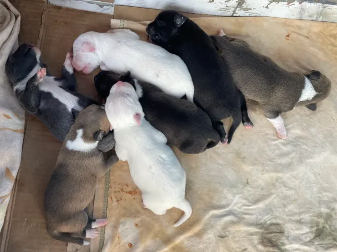 Filhotes de Pitbull para Doação