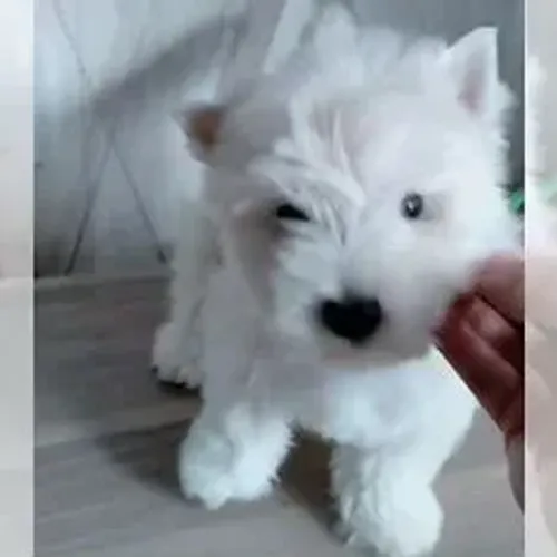 West Terrier Filhotes Selecionados