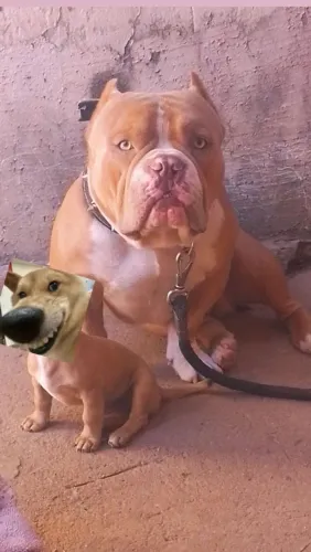 Vendo American Bully Pocket Manso. Puro 1 Ano.