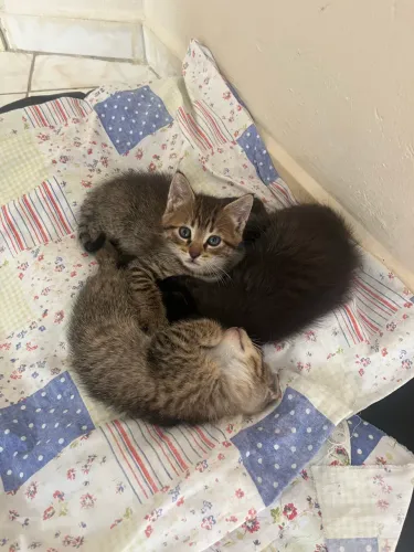 Filhotes de gato para doação