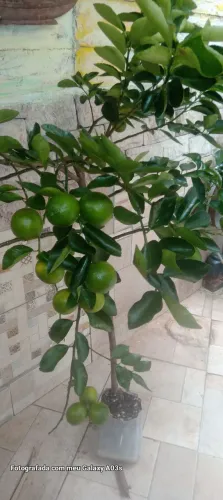 MUDA FRUTIFERA DE LIMÃO TAITI