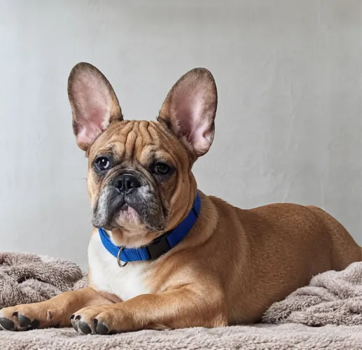 Filhote exótico de bulldog francês fawn merle .