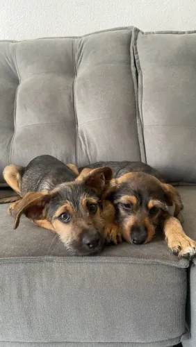 Cachorros filhotes para adoção responsável 