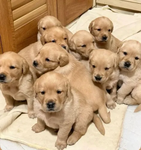DOAÇÃO FILHOTES DE GOLDEN RETRIVIER