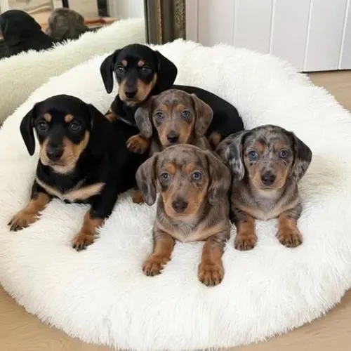 Dachshund trazendo felicidade para seu lar