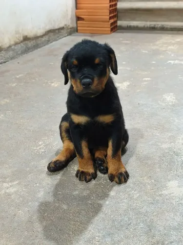 Venda rottweiler fêmea 