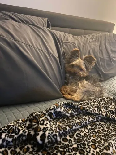 Filhote Yorkshire Terrier, O melhor presente tem quatro patas e muito amor para dar!
