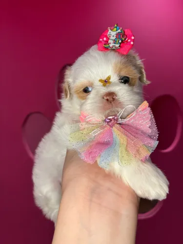Shih tzu lindíssima!!!