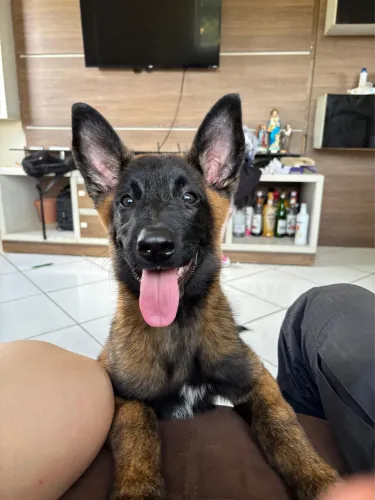Fêmea belga malinois 