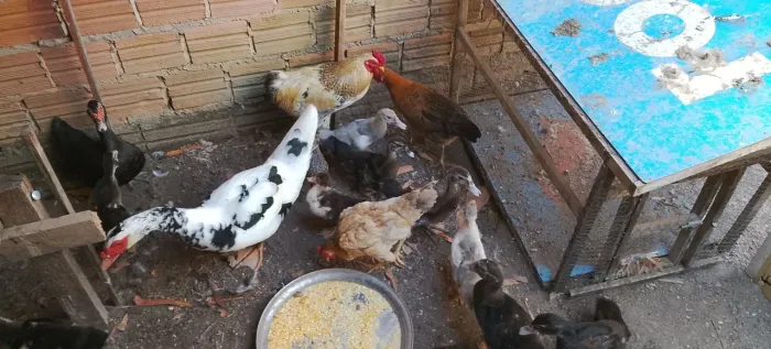 Galinhas e patos