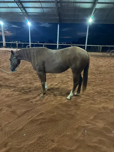 Vendo égua P.O iniciada na doma