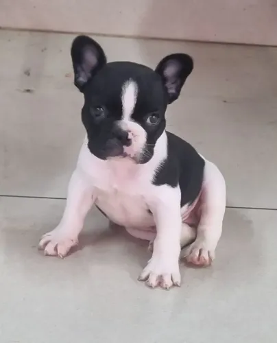 Bulldog francês