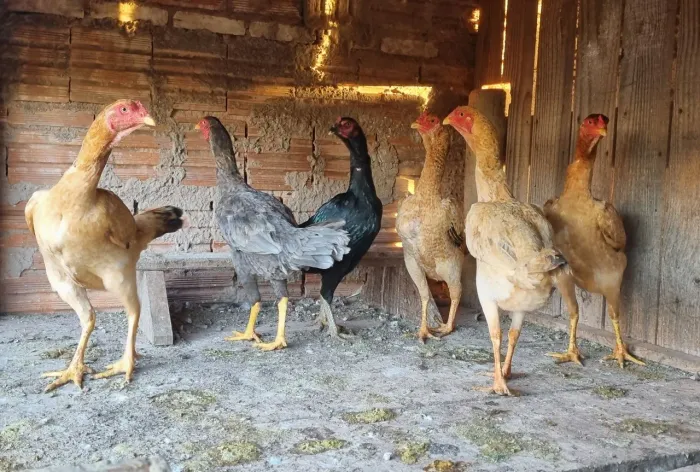 Galinhas Índia