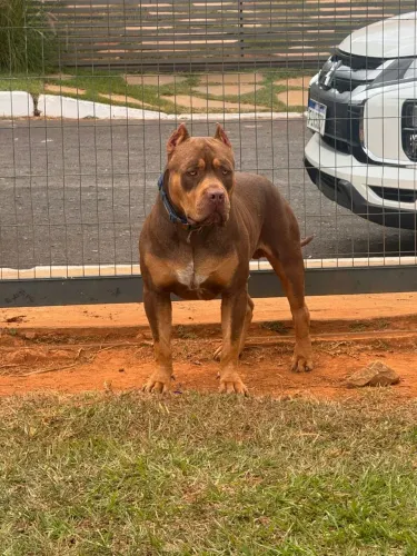 Pit Monster padrão internacional pedigree