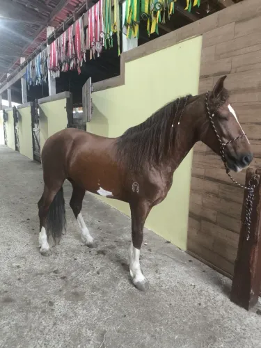 Cavalo Mangalarga Inteiro 
