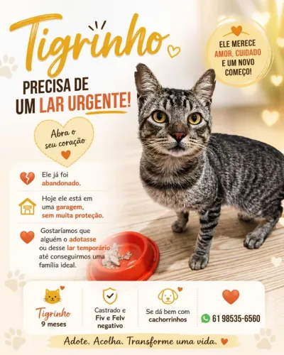 Adote o tigrinho (adoção responsável)