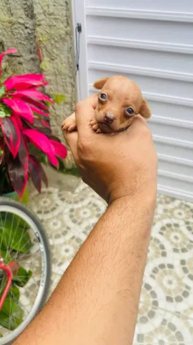 pinscher numero 1