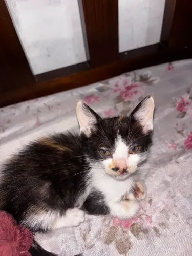 Gatos pra adoção