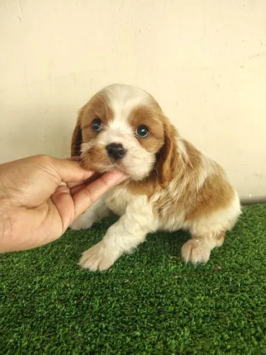 Cavalier king
