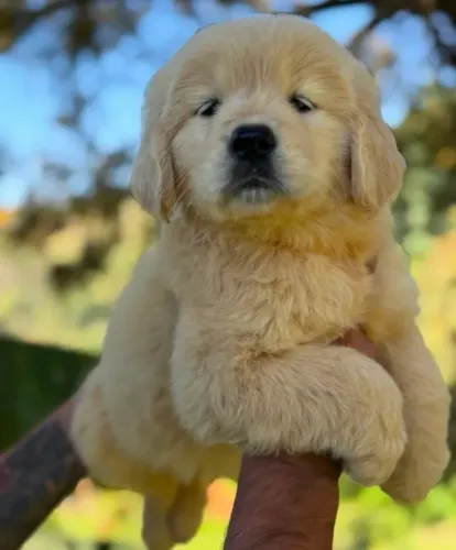 Golden Retriever - Filhote para Sua Família
