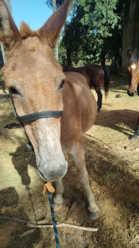 Venda burro bão
