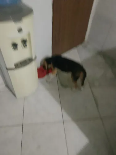Beagle macho filhote 