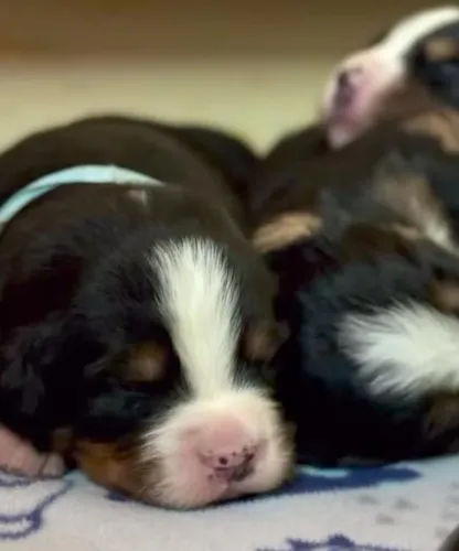 Filhotes de Bernese | Felicidade pura.