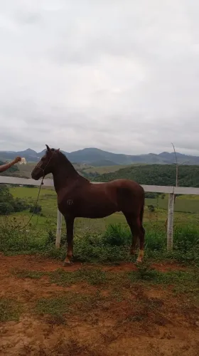 potro regidtrado
