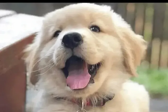 Golden retriever amigavel e recuperador 