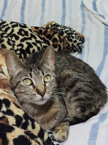 DOAÇÃO RESPONSÁVEL DE GATINHA