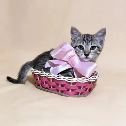 Gatinhos para adoção!