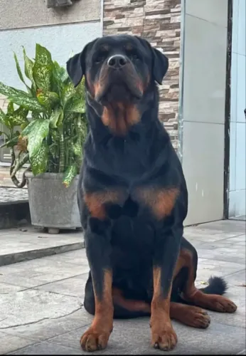 Lindíssimos filhotes de Rottweiler 