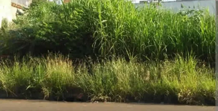 Terreno na Estrada das Canoas