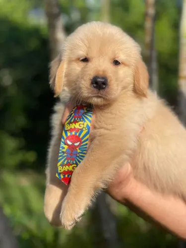 Filhote Golden Retriever Puro com Pedigree