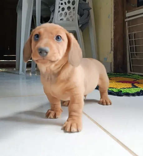 Vendo cachorro Salsicha (dachshund)