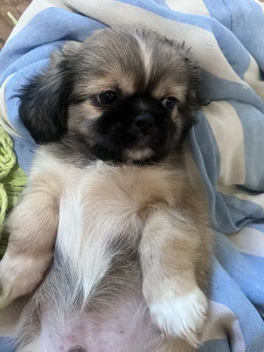 Shih tzu macho