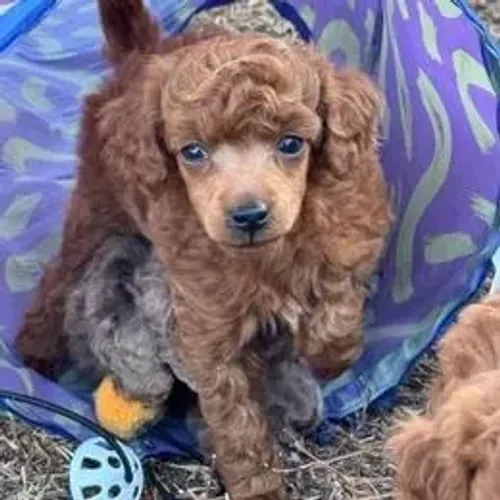 Poodle,Poodle Filhote Muito Amoroso e Dócil