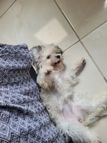 Vendo cachorro shih tzu