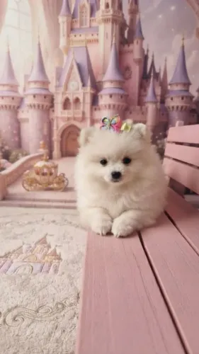 Spitz Alemão/Lulu da Pomerânia Fêmea anão
