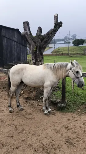 Cavalo mangalarga marchador
