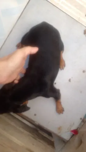 Cachorro pincher femea 