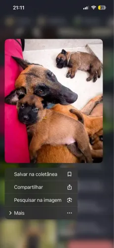DOAÇÃO DE CACHORRO