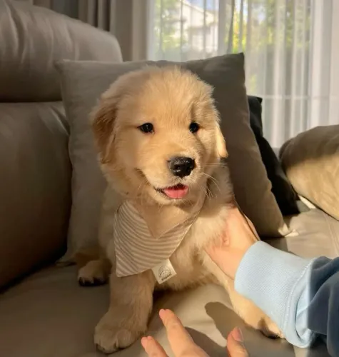 Golden Retriever O pet que completa qualquer família com amor