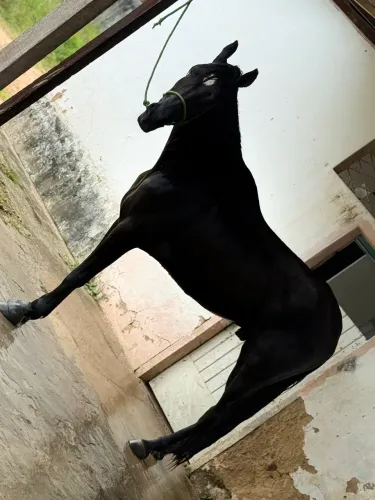 Cavalo mangalarga